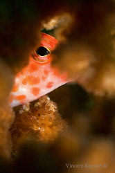Fish hiding in coral, La Paz, Mexico by Vincent Kneefel 